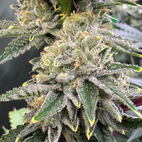 MiscxLAZ #26 C #2 growlog timeline photo