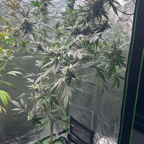 CxLAZ #15 C #1 growlog timeline photo