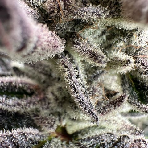 MiscxLAZ #29 C growlog timeline photo