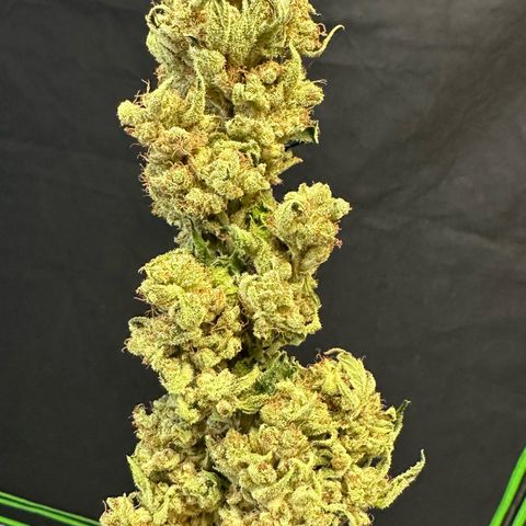 Fuel D.OG #1 Female 47.36g growlog photo: Moved to jar