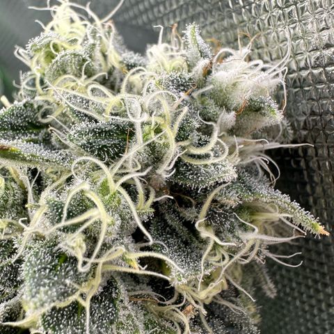 CxLAZ #15 C #1 growlog photo: Light bleaching on a few buds