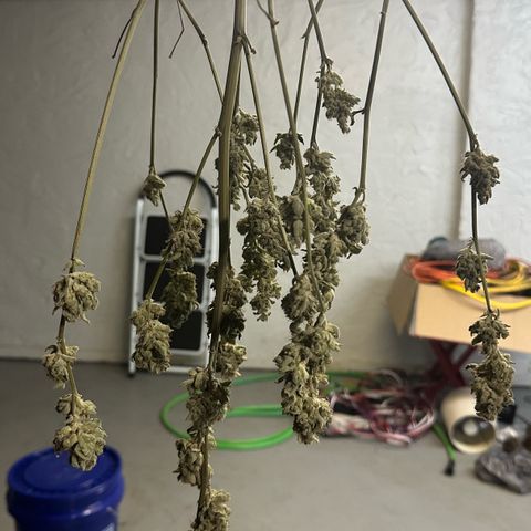 CxLAZ #20 C1 25g growlog photo: Moved to pan