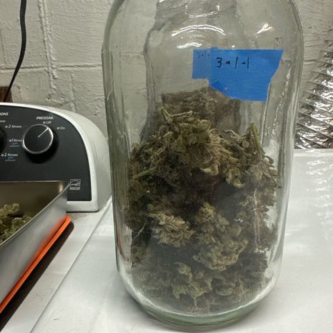 CxLAZ #03 C #1 58.58g growlog timeline photo
