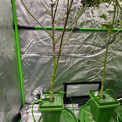 MiscxLAZ #27 C 39g growlog timeline photo