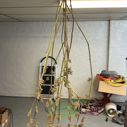 MiscxLAZ 5-4 34.63g growlog photo: Moved to jar