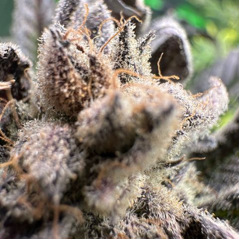 MiscxLAZ #29 C growlog timeline photo
