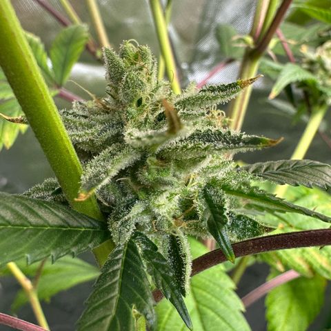 MiscxLAZ #26 C #2 growlog timeline photo