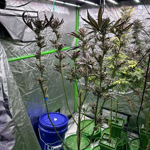 MiscxLAZ #29 C growlog timeline photo