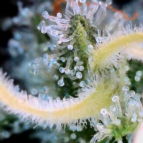 CxLAZ #15 C #1 growlog timeline photo