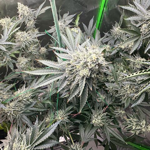 CxLAZ #15 C #1 growlog timeline photo