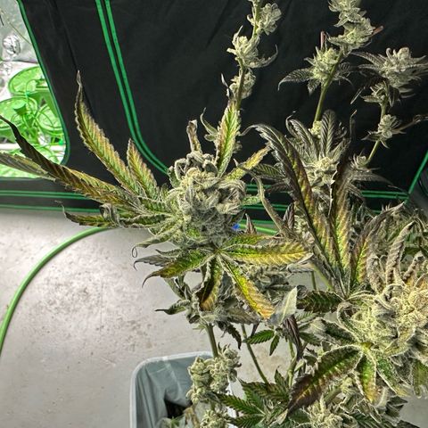 MiscxLAZ #29 C growlog timeline photo