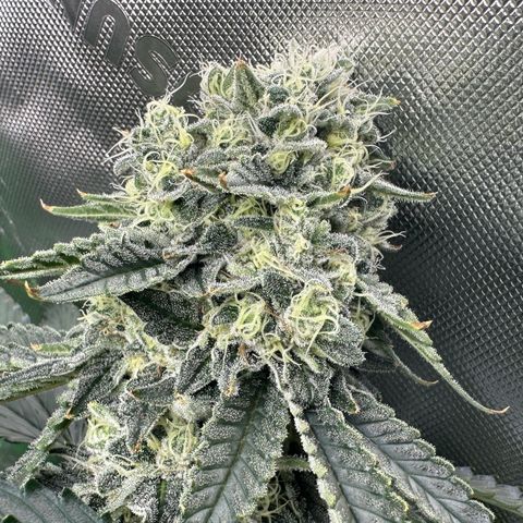CxLAZ #15 C #1 growlog timeline photo