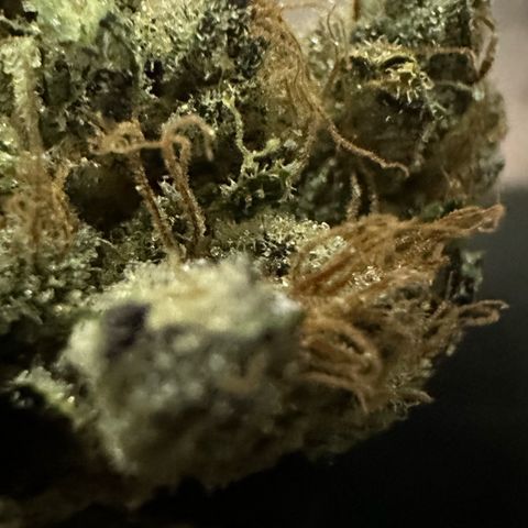 Misc x (LA Kush x Zkittles) #27 33.12g growlog photo: Moved to bag