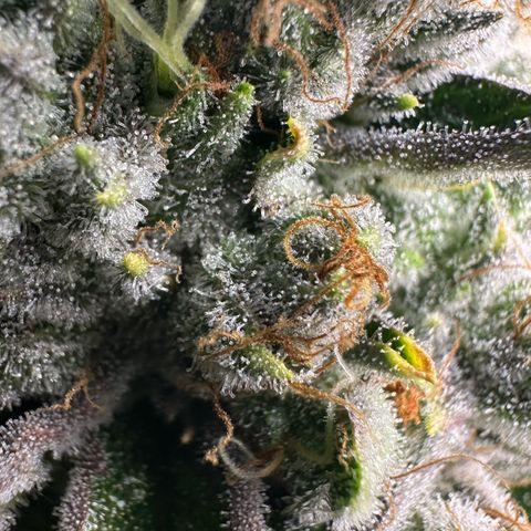MiscxLAZ #26 C #2 growlog timeline photo