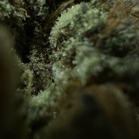 CxLAZ #11 50.28g growlog photo: Moved to bag