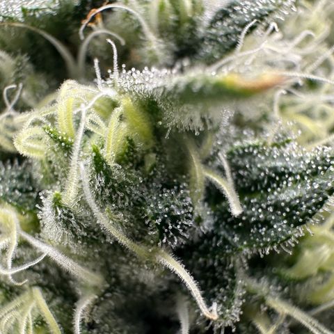 CxLAZ #15 C #1 growlog timeline photo