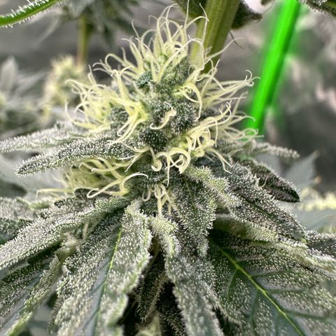 CxLAZ #15 C #1 growlog timeline photo