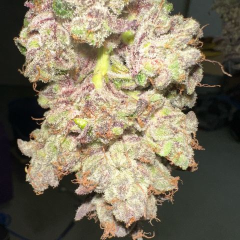 CxLAZ #03 C #1 58.58g growlog timeline photo