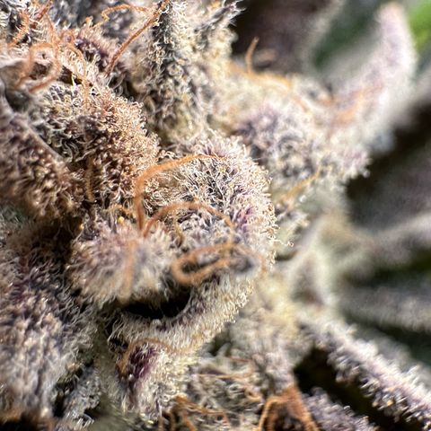 MiscxLAZ #29 C growlog timeline photo