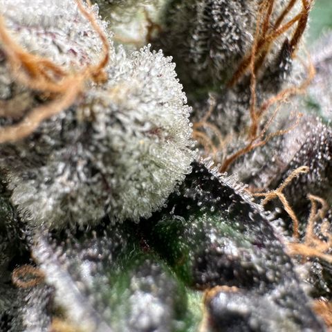 CxLAZ #03 C #1 58.58g growlog timeline photo