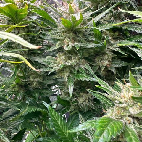 Fuel D.OG #1 Female 47.36g growlog timeline photo
