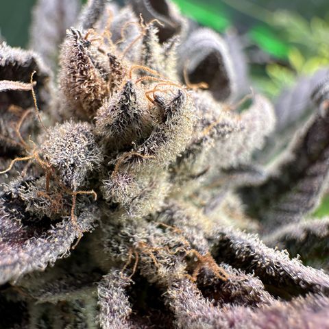 MiscxLAZ #29 C growlog timeline photo
