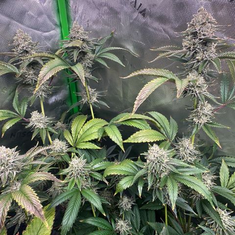 MiscxLAZ #26 C #2 growlog timeline photo
