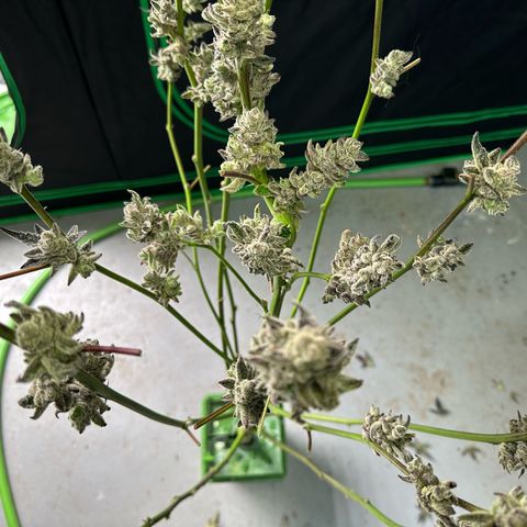 MiscxLAZ #29 C growlog timeline photo