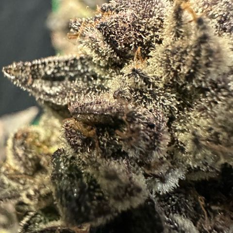 MiscxLAZ #22 C 42.33g growlog timeline photo
