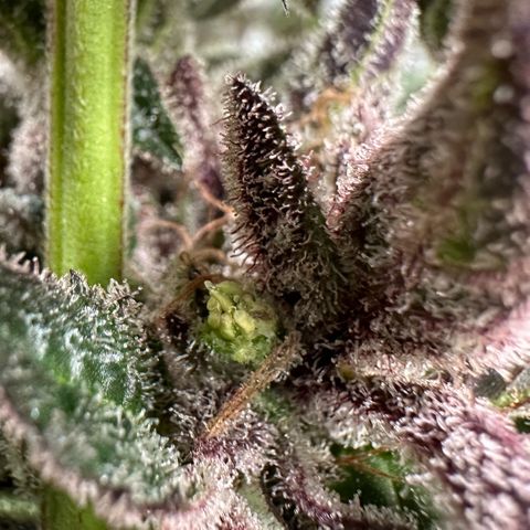 CxLAZ #03 C #1 58.58g growlog photo: Herm / male flowers