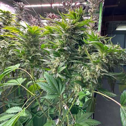 Fuel D.OG #1 Female 47.36g growlog timeline photo