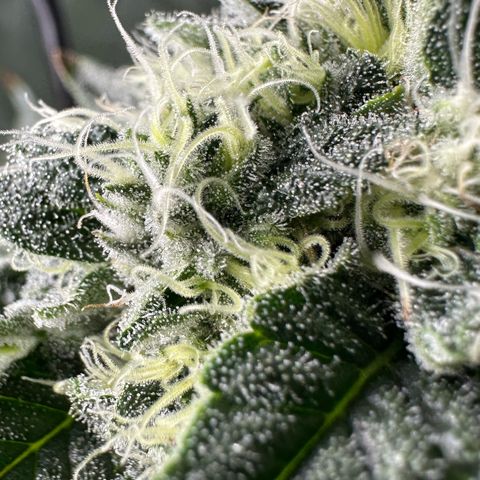 CxLAZ #15 C #1 growlog photo: Possible light bleaching