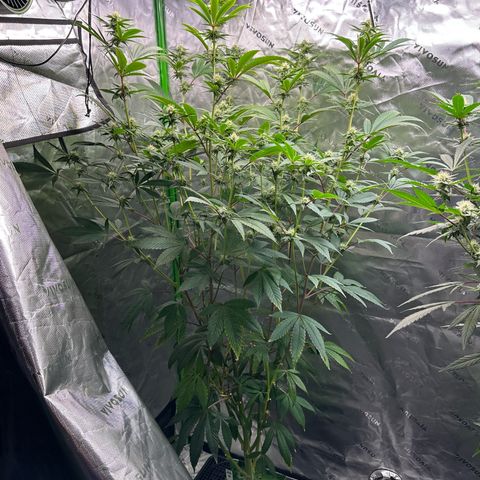 MiscxLAZ #26 C #2 growlog timeline photo