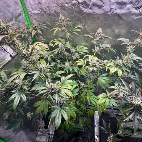 MiscxLAZ #26 C #2 growlog timeline photo