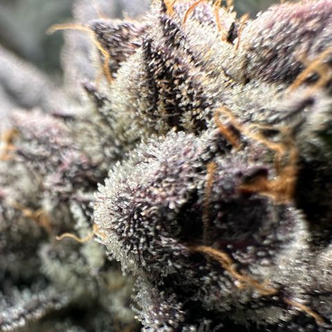 MiscxLAZ #22 C 42.33g growlog timeline photo