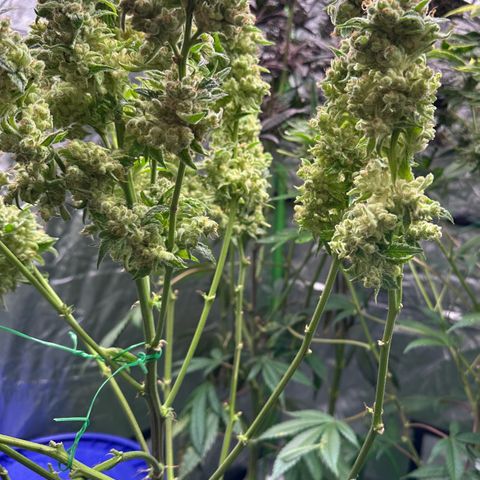 Fuel D.OG #1 Female 47.36g growlog timeline photo