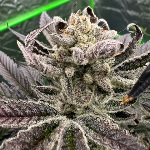 MiscxLAZ #29 C growlog timeline photo