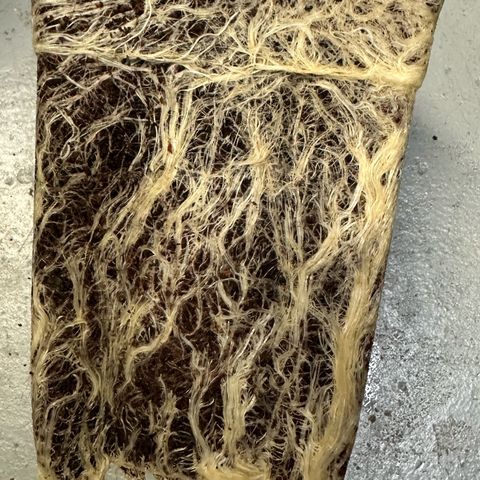MiscxLAZ #22 C 42.33g growlog timeline photo
