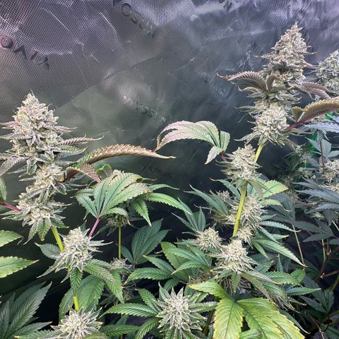 MiscxLAZ #26 C #2 growlog timeline photo