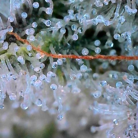 MiscxLAZ #26 C #2 growlog timeline photo