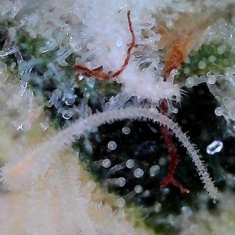 CxLAZ #15 C #1 growlog photo: Light bleaching on a few buds