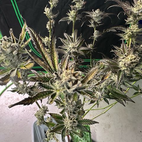 MiscxLAZ #29 C growlog timeline photo
