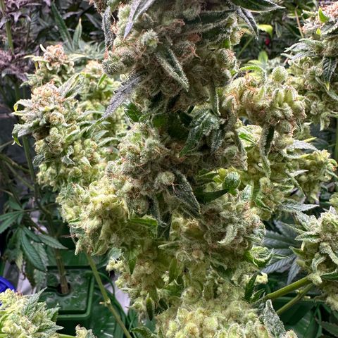 Fuel D.OG #1 Female 47.36g growlog timeline photo