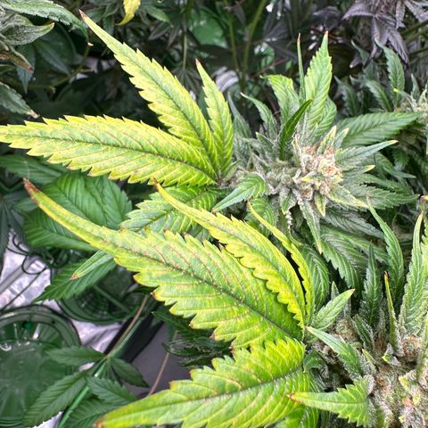 Fuel D.OG #1 Female 47.36g growlog timeline photo