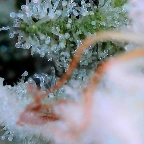 CxLAZ #15 C #1 growlog timeline photo