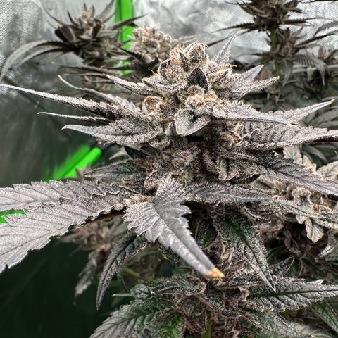 MiscxLAZ #22 C 42.33g growlog timeline photo