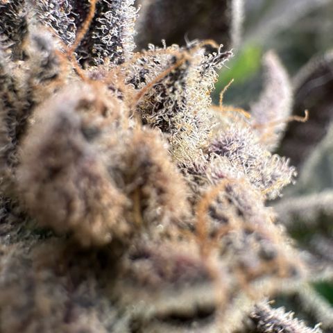 MiscxLAZ #29 C growlog timeline photo