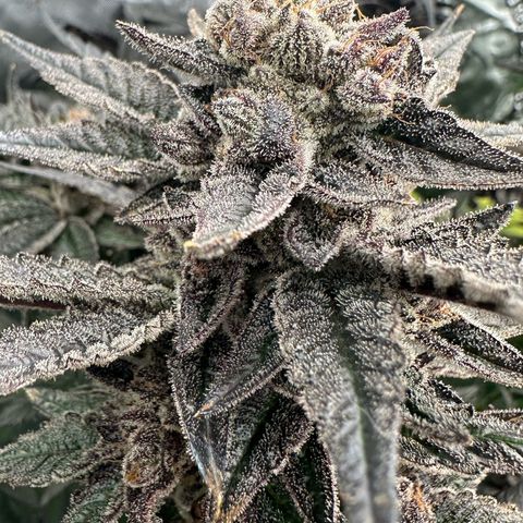 MiscxLAZ #22 C 42.33g growlog timeline photo