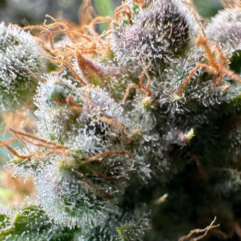 Fuel D.OG #1 Female 47.36g growlog timeline photo