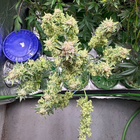 Fuel D.OG #1 Female 47.36g growlog timeline photo